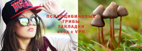 хмурый Аркадак